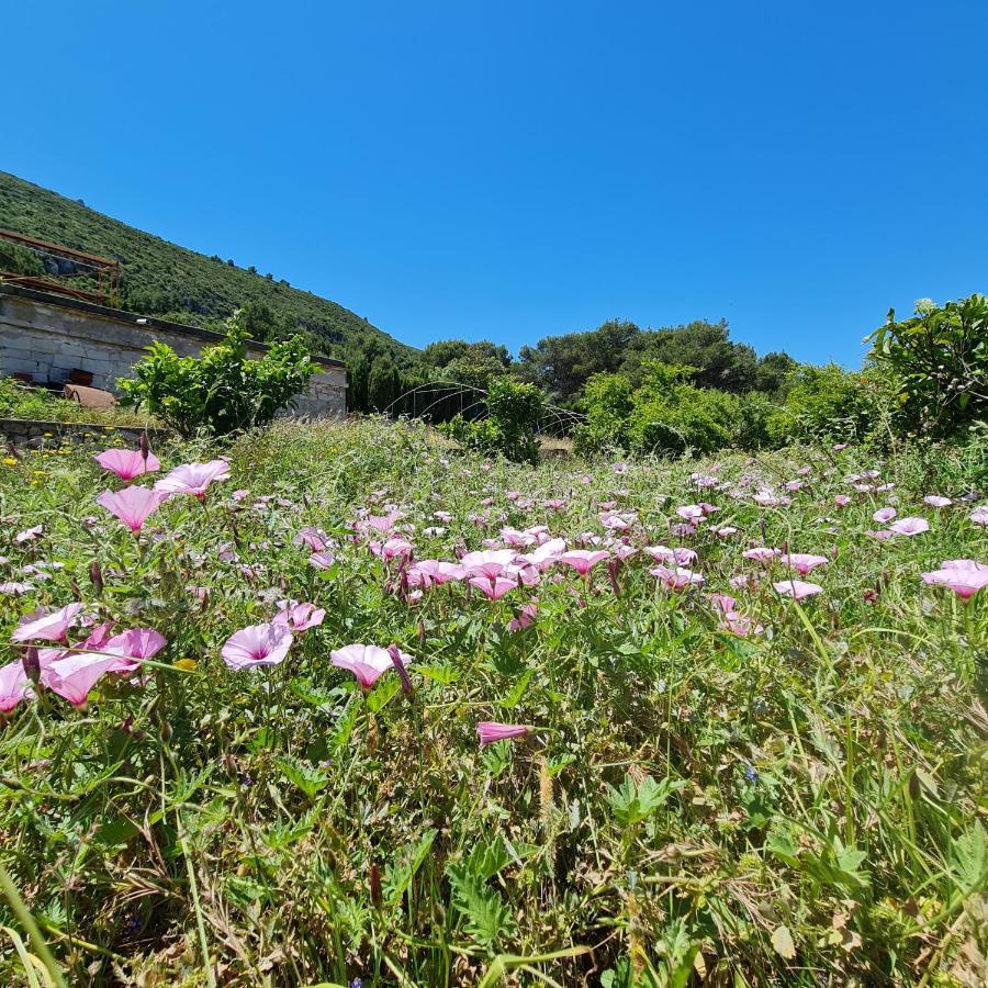 El Collado Villa Cullera Dış mekan fotoğraf